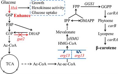 Promoting the Synthesis of Precursor Substances by Overexpressing Hexokinase (Hxk) and Hydroxymethylglutaryl-CoA Synthase (Erg13) to Elevate β-Carotene Production in Engineered Yarrowia lipolytica